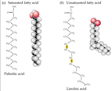 Is fatty acid A polymer?