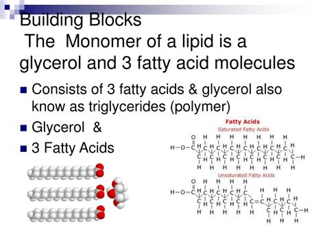 Is fatty acid a monomer?