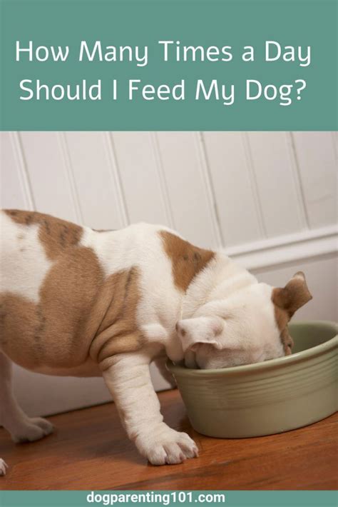 Is feeding my dog twice a day too much?