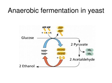 Is fermentation aerobic or anaerobic?