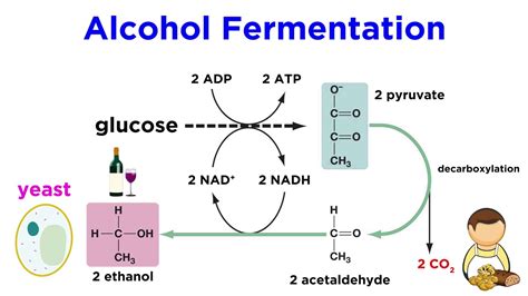Is fermentation anaerobic?