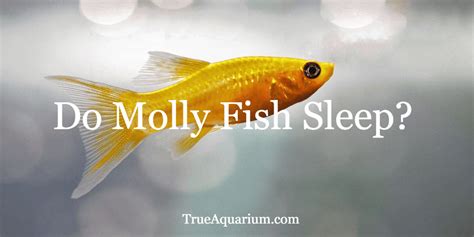 Is fish sleeping or not?