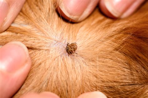 Is flea dirt harmful to humans?