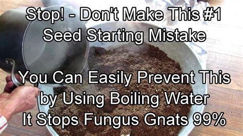 Is fungus killed by boiling water?