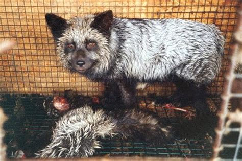Is fur more cruel than leather?
