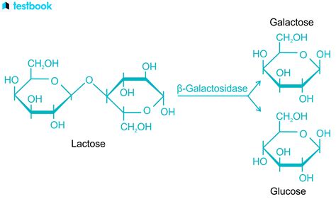 Is galactose fermentable?