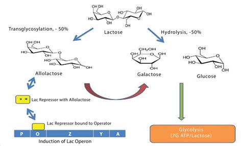 Is galactose fermentable by yeast?