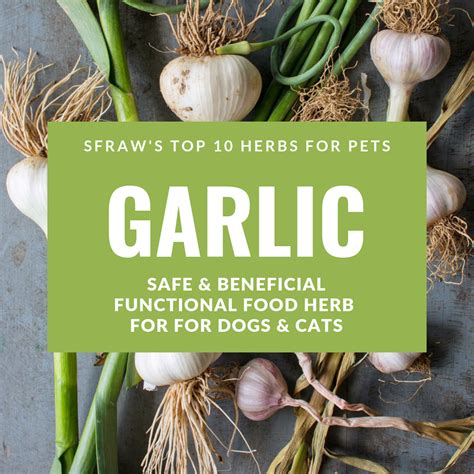 Is garlic OK for cats?