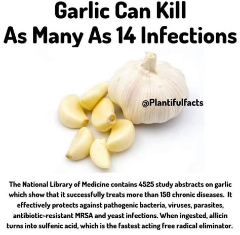 Is garlic an antibiotic?