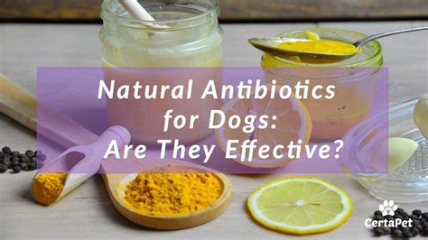 Is garlic an antibiotic for dogs?