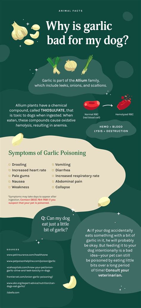 Is garlic bad for dogs UK?
