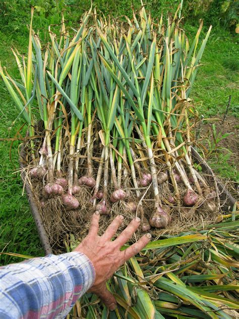 Is garlic easy to farm?