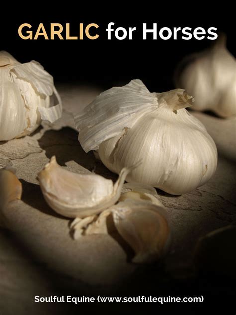 Is garlic poisonous to horses?