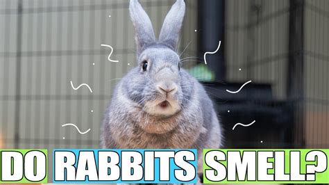 Is garlic smell bad for rabbits?