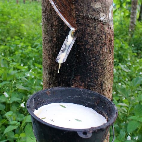 Is glue made from rubber trees?