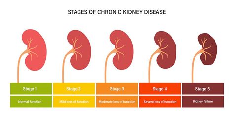Is glutathione can damage kidney?