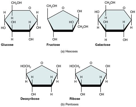 Is glycerol a monomer?