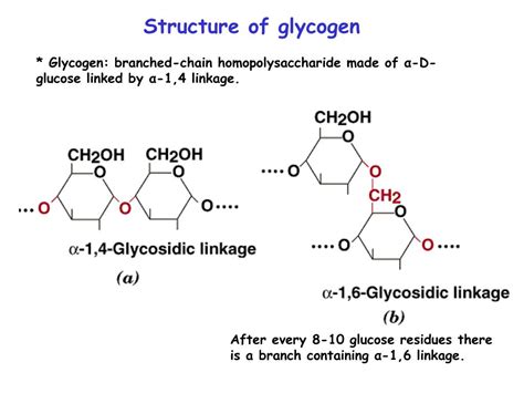 Is glycogen A monomer?