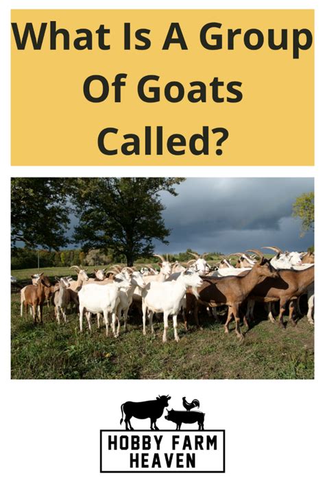Is goat an official word?