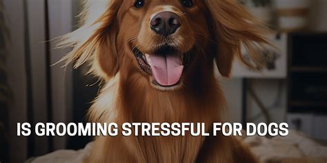 Is grooming stressful for dogs?