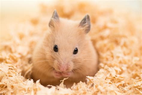 Is hamster a safe pet?