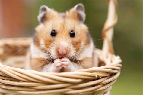 Is hamster a unique pet?