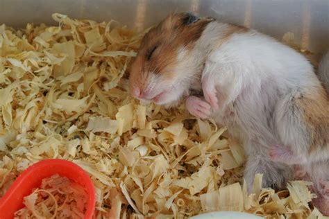 Is hamster bedding toxic?