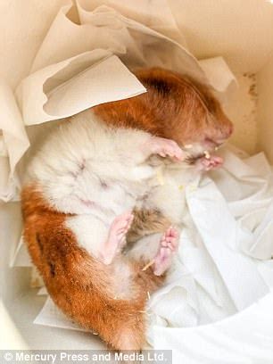 Is hamster dead or hibernating?