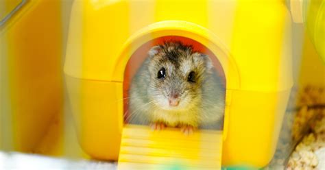 Is hamster pee clear?