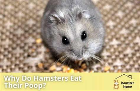 Is hamster poop supposed to be hard?