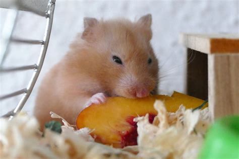 Is hamster saliva toxic?