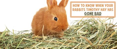 Is hay bad for rabbits?