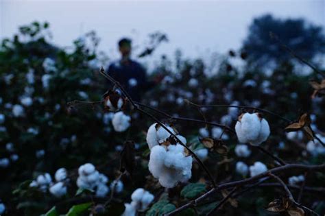 Is heat bad for cotton?