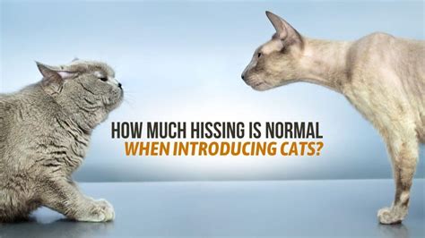 Is hissing normal when introducing cats?
