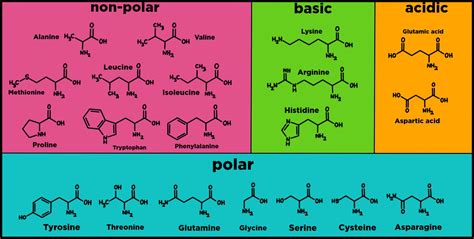 Is histidine polar or non-polar?