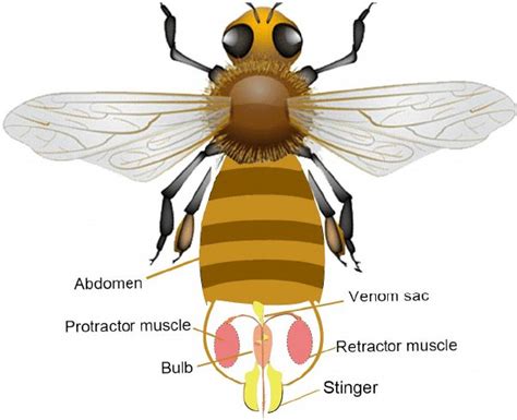 Is honey bee venom a toxin?