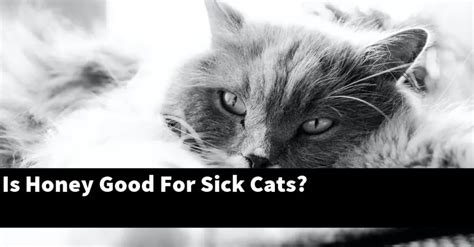 Is honey good for cat flu?