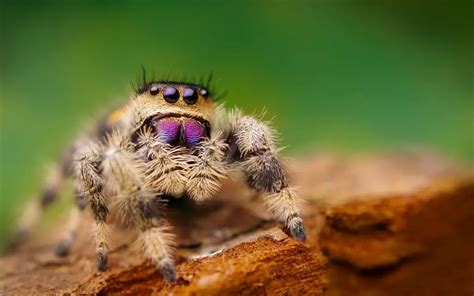 Is honey good for jumping spiders?