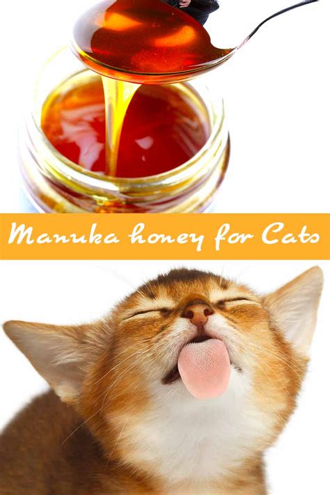 Is honey safe for cat?