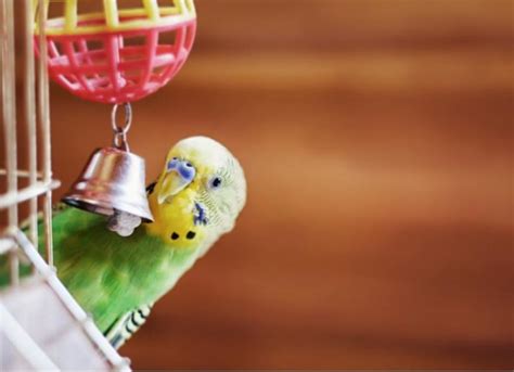 Is hot glue safe for bird toys?