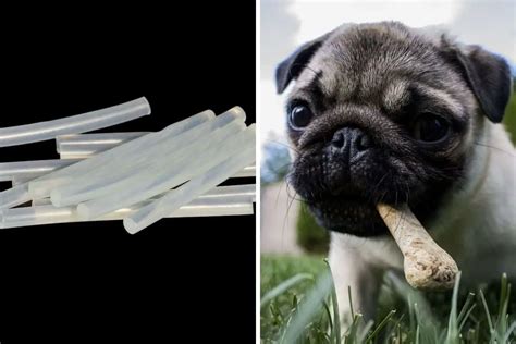 Is hot glue stick toxic to dogs?