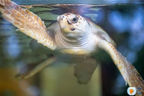 Is hot glue toxic to turtles?