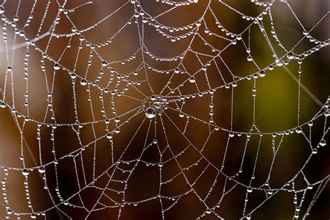 Is human hair stronger than spider web?