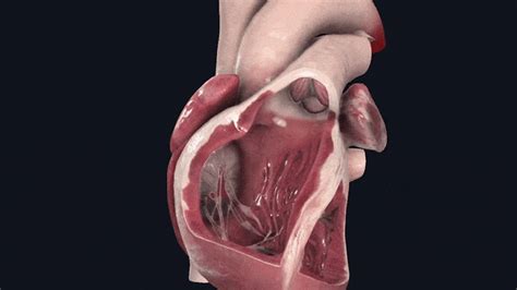 Is human heart closed or open?
