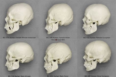 Is human skull strong?