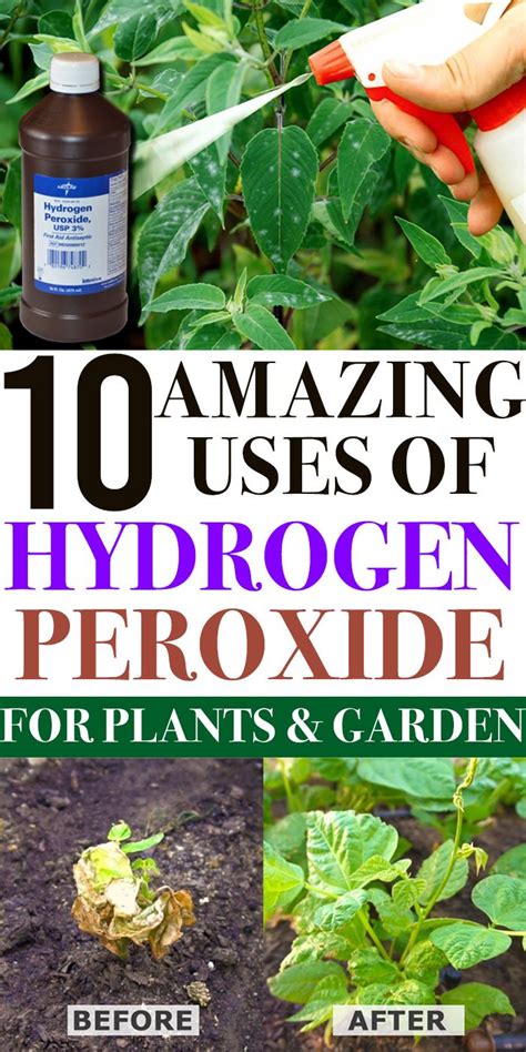 Is hydrogen peroxide good for pepper plants?