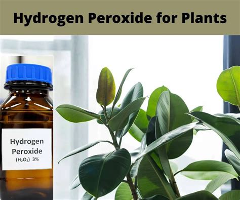 Is hydrogen peroxide safe for plant soil?