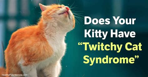 Is hyperesthesia in cats painful?