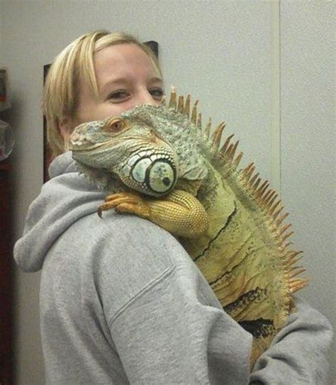 Is iguana friendly?