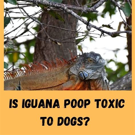 Is iguana poop toxic to dogs?